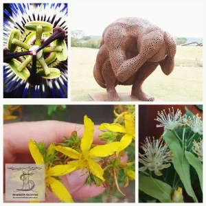 pildora formativa salud mental